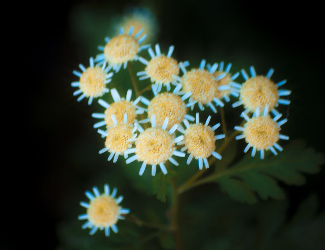 Мой ЦВЕТЫ - Владимир Максимов