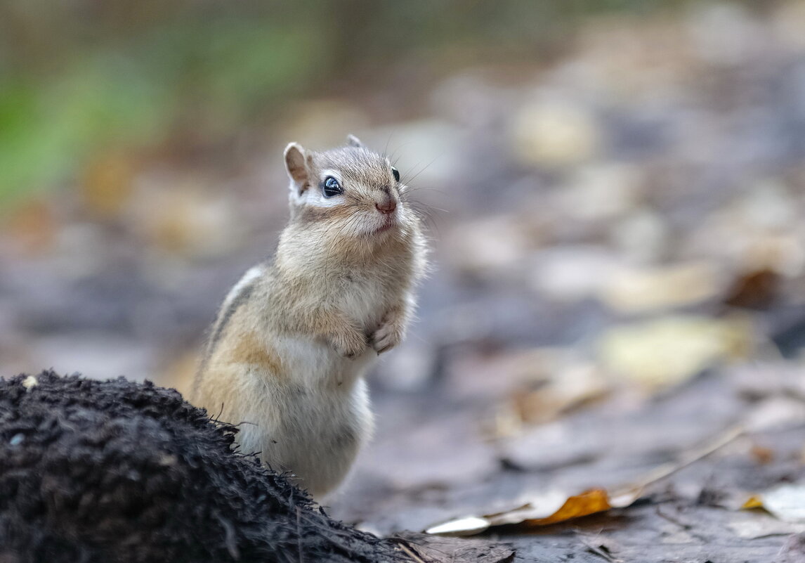 Бурундук - Марина Фомина.