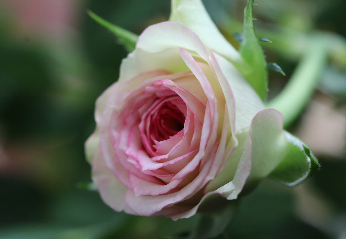 Нежность. - Наталья Лунева Нежность. - Наталья Лунева