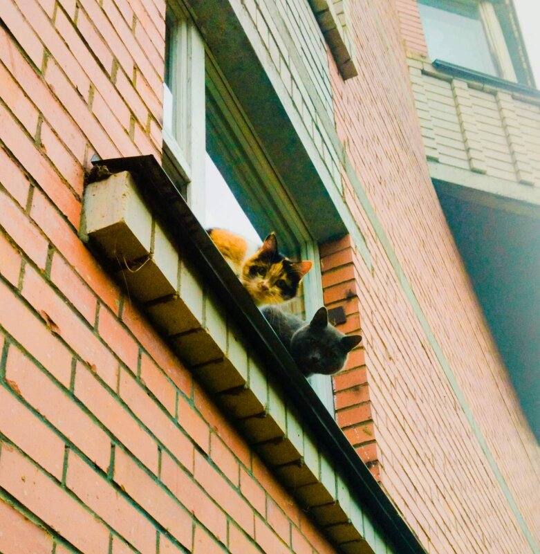 Кумушки - Галина Бобкина