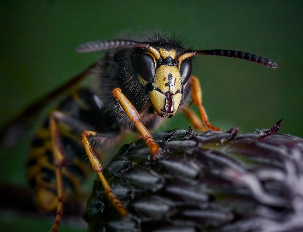 *** - Олег Алексеев