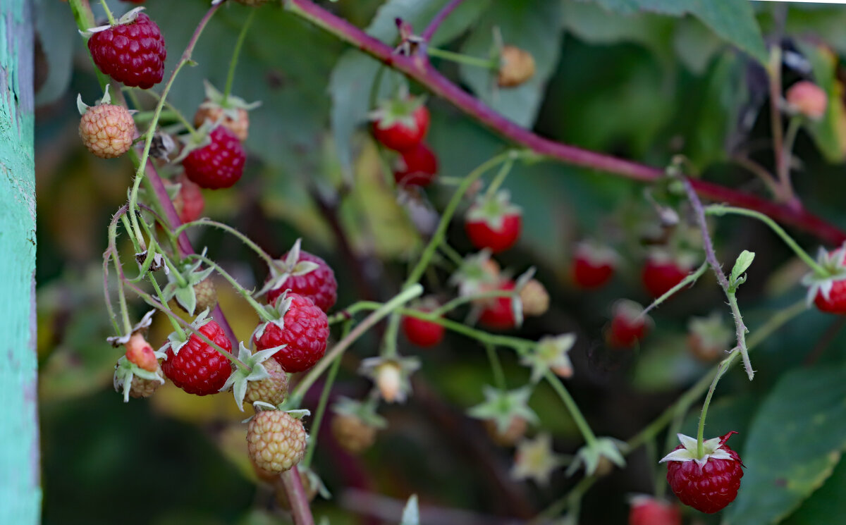 малина сентября - краснов юрий 