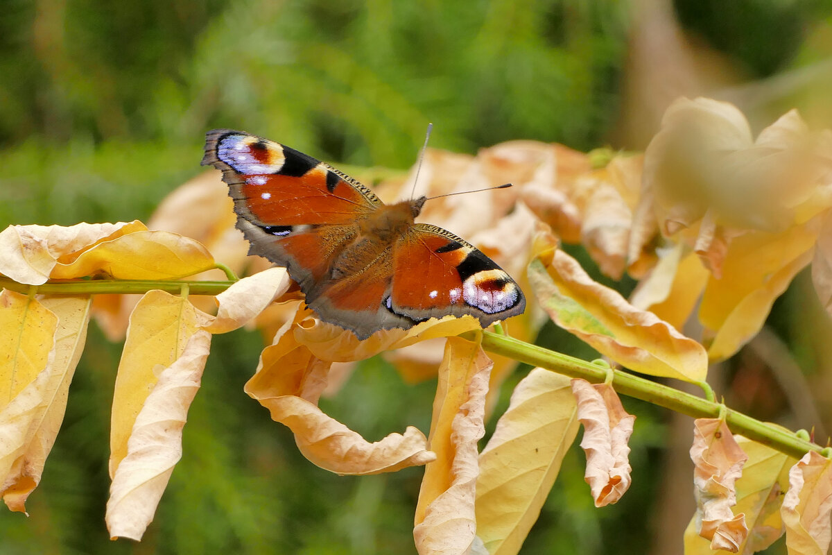 вчерашние павлиньи глаза 3 - Александр Прокудин