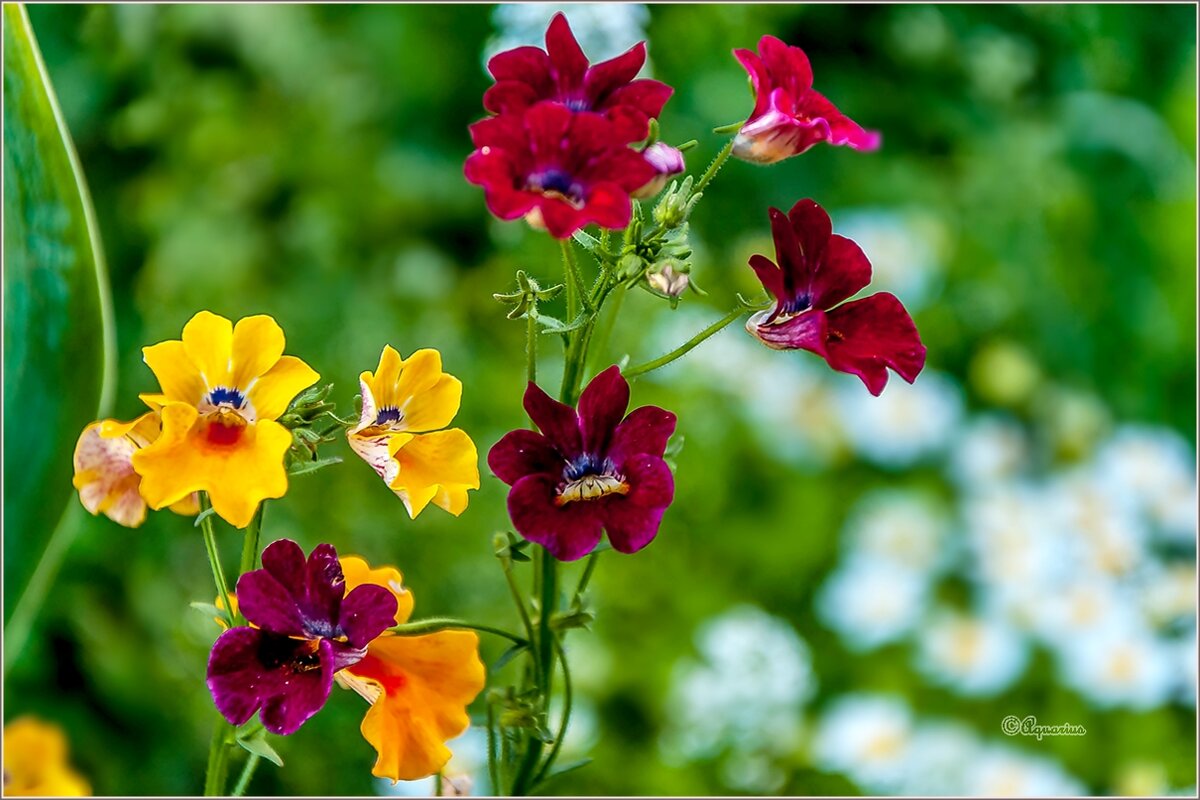 Про август... - Aquarius - Сергей Про август... - Aquarius - Сергей