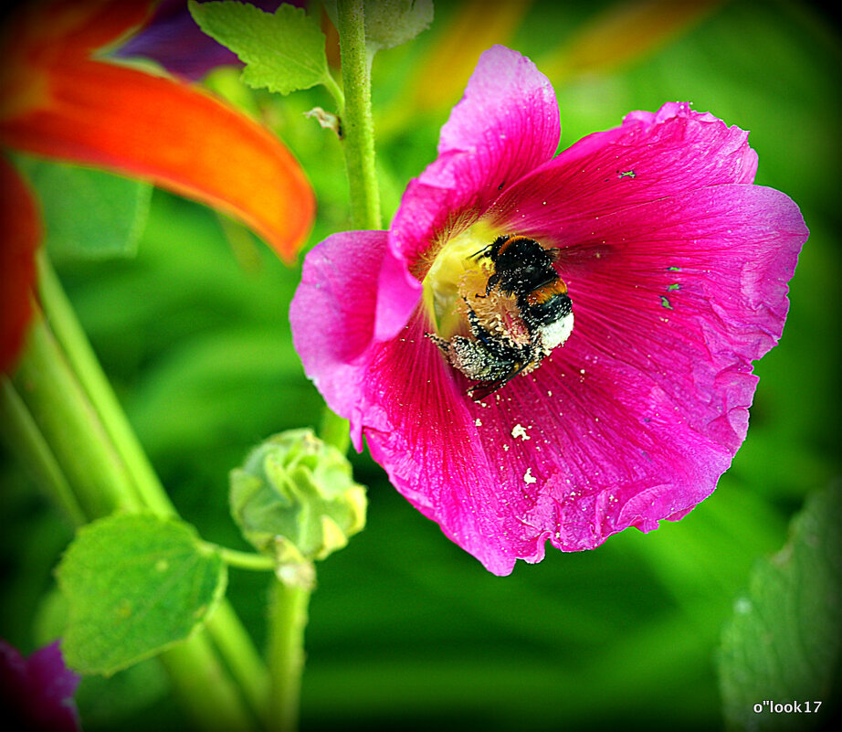они на радость нам даны - Олег Лукьянов