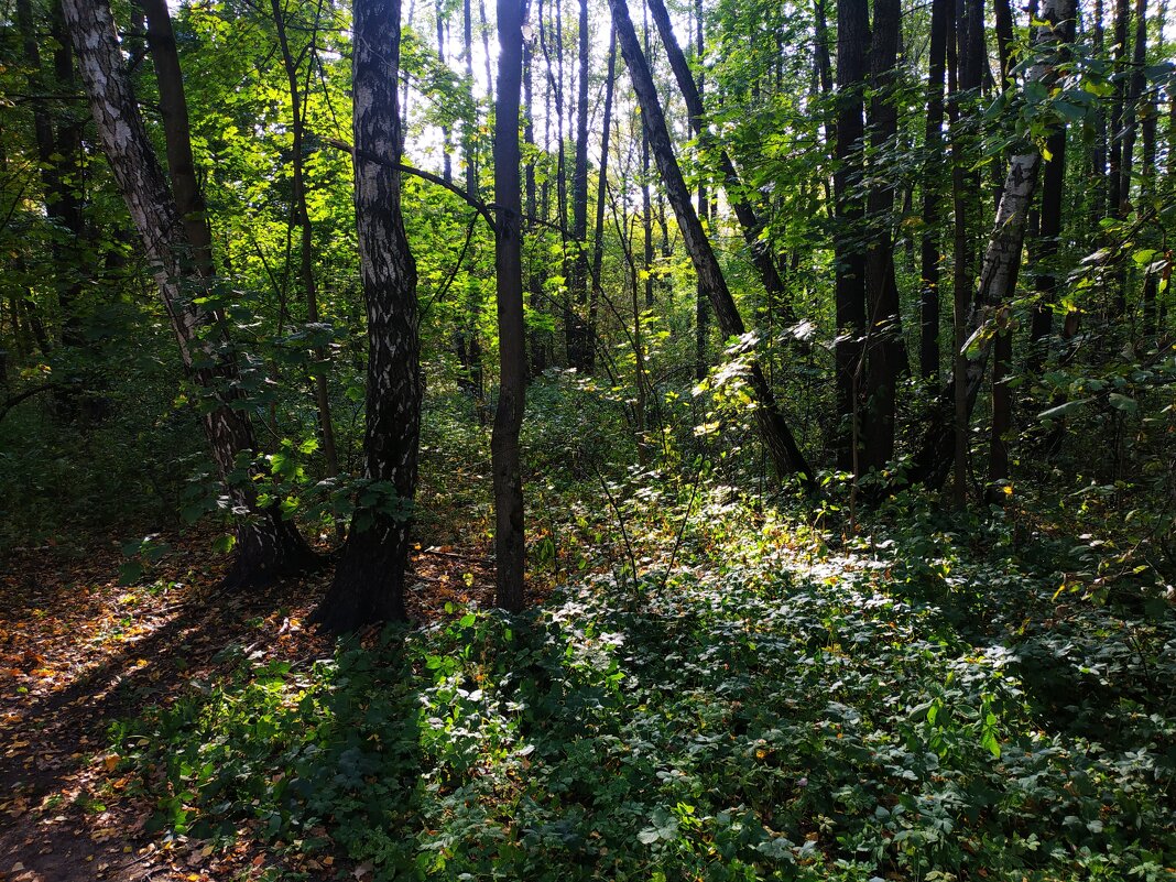 * * * - Андрей Лукьянов