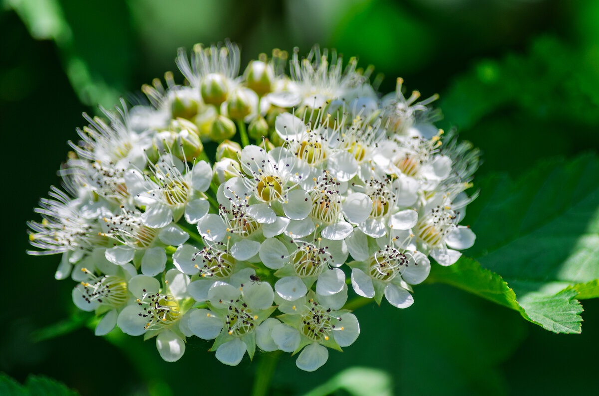 *** - Виктор Иванович Чернюк *** - Виктор Иванович Чернюк