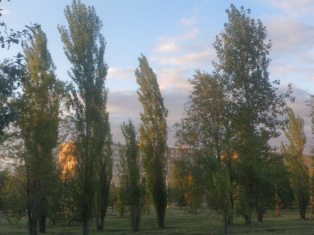 Тополя - Андрей Хлопонин Тополя - Андрей Хлопонин