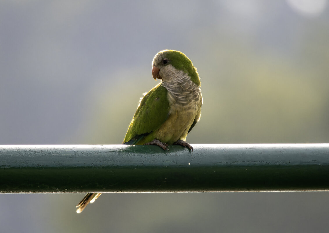 Попугай калита. - Alexander Amromin