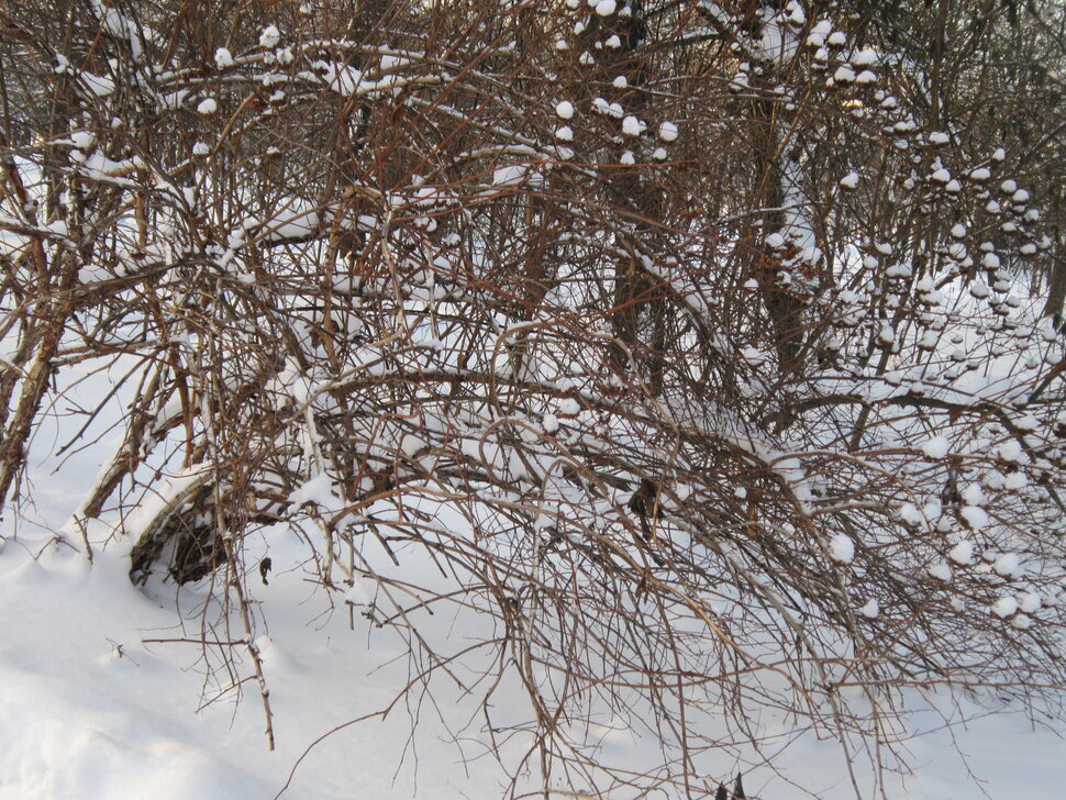 Декабрь в парке Головинском - Дмитрий Никитин