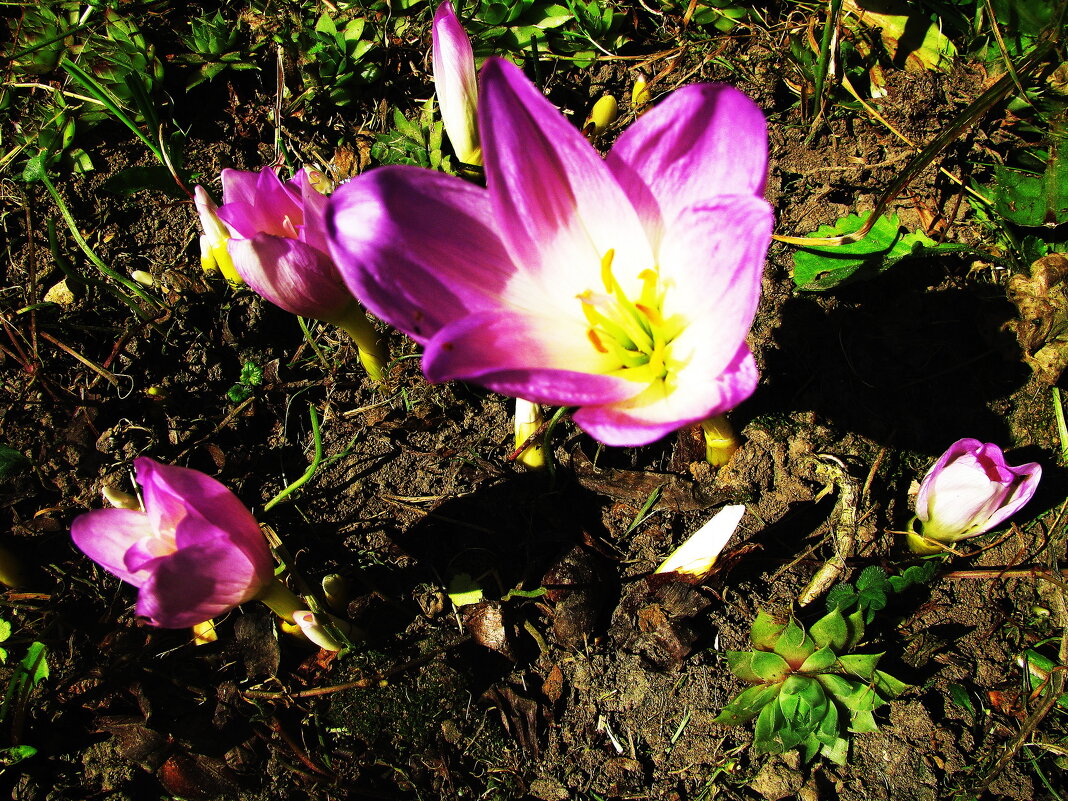 Безвременники зацветают - Людмила Смородинская
