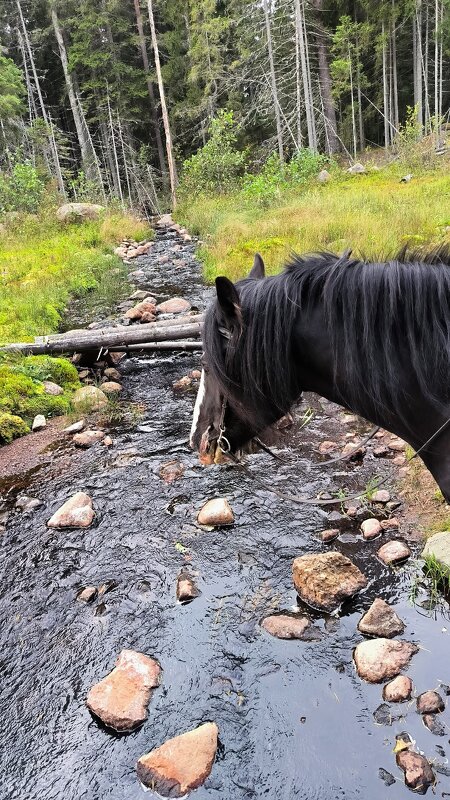 У лесной речушки. - Ольга 