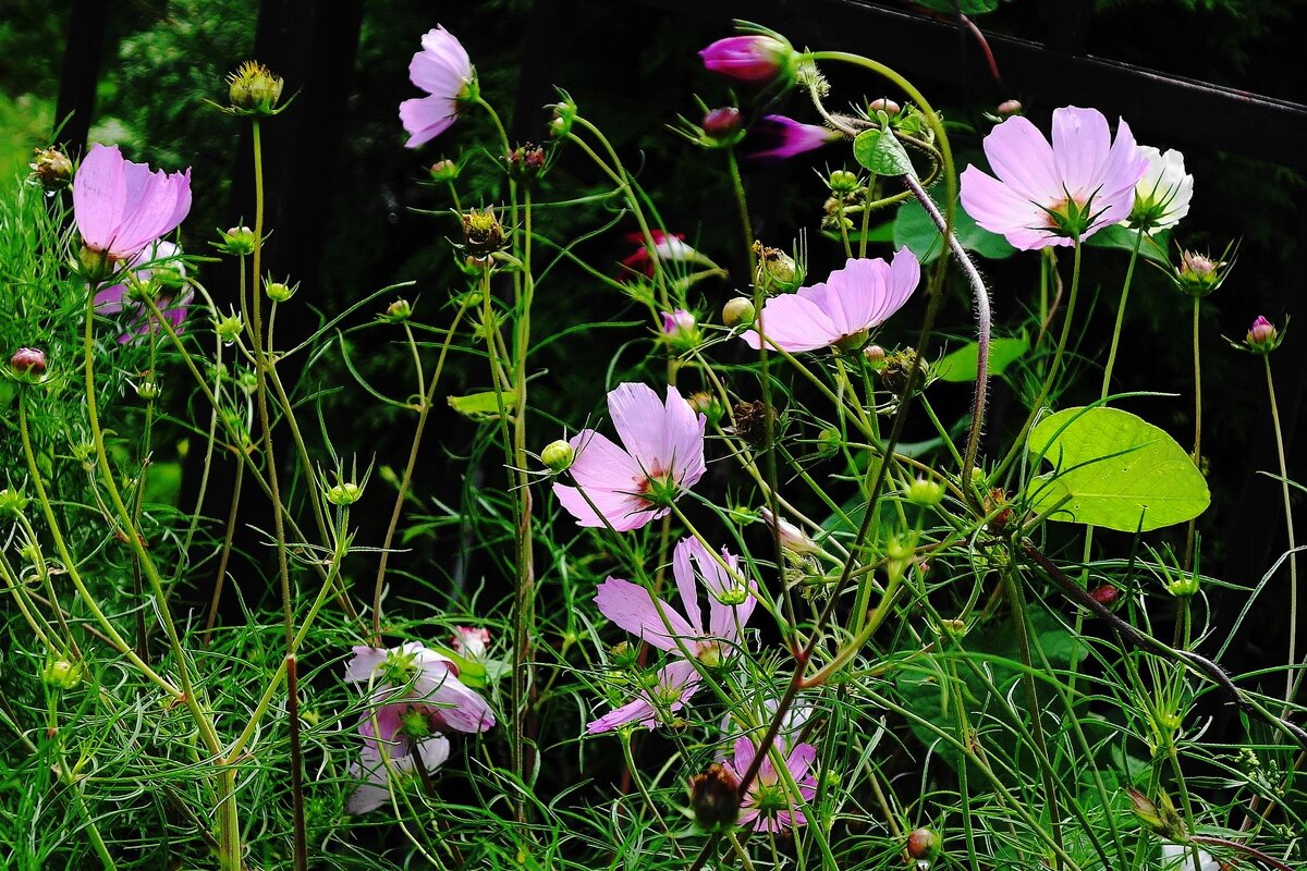 Космея - Рита Симонова