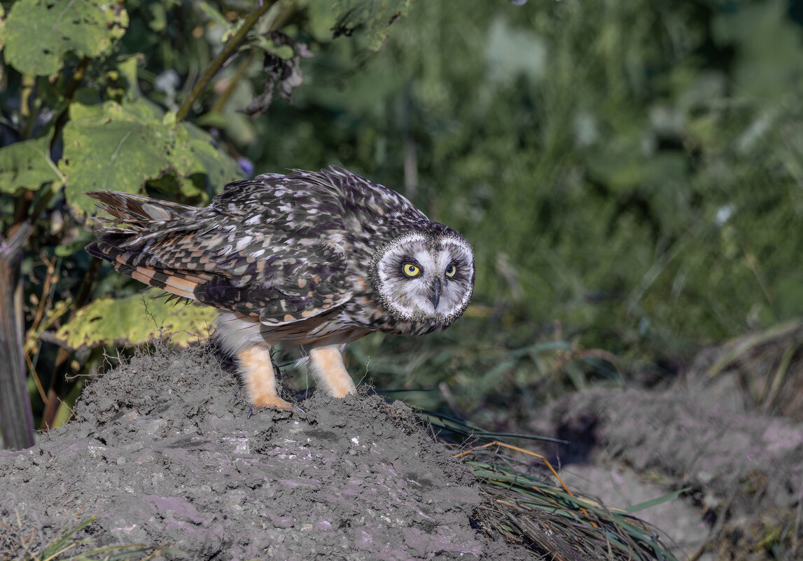сова болотная. - юрий макаров