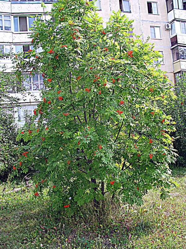 Рябина. - Владимир Драгунский