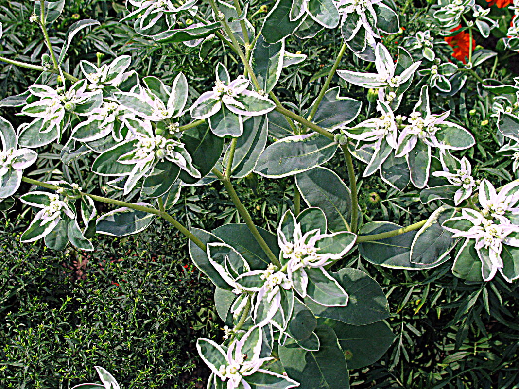 Цветы. - Владимир Драгунский Цветы. - Владимир Драгунский