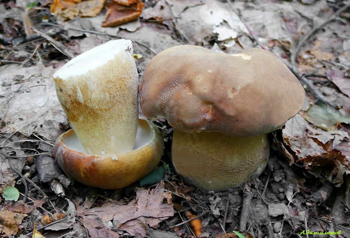 Белый гриб берёзовый - Андрей Заломленков
