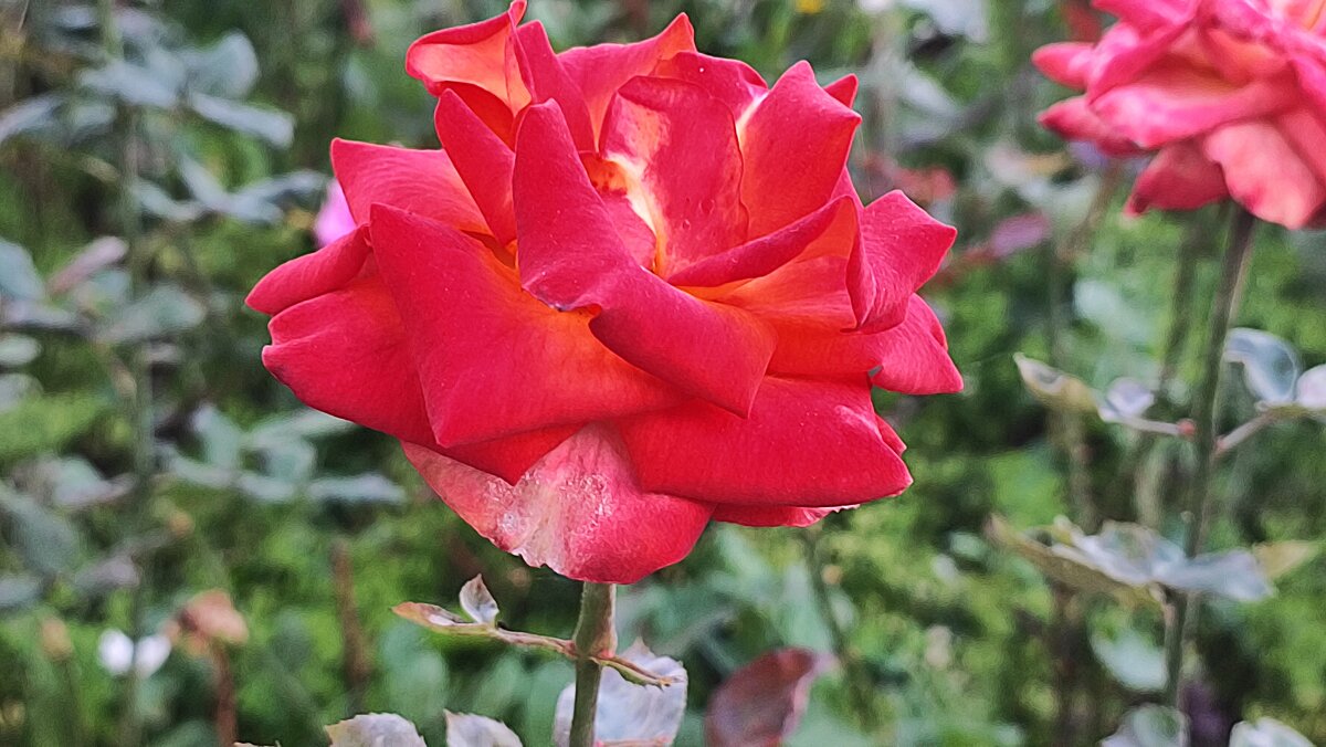 ,,, - Сергей Тимоновский ,,, - Сергей Тимоновский