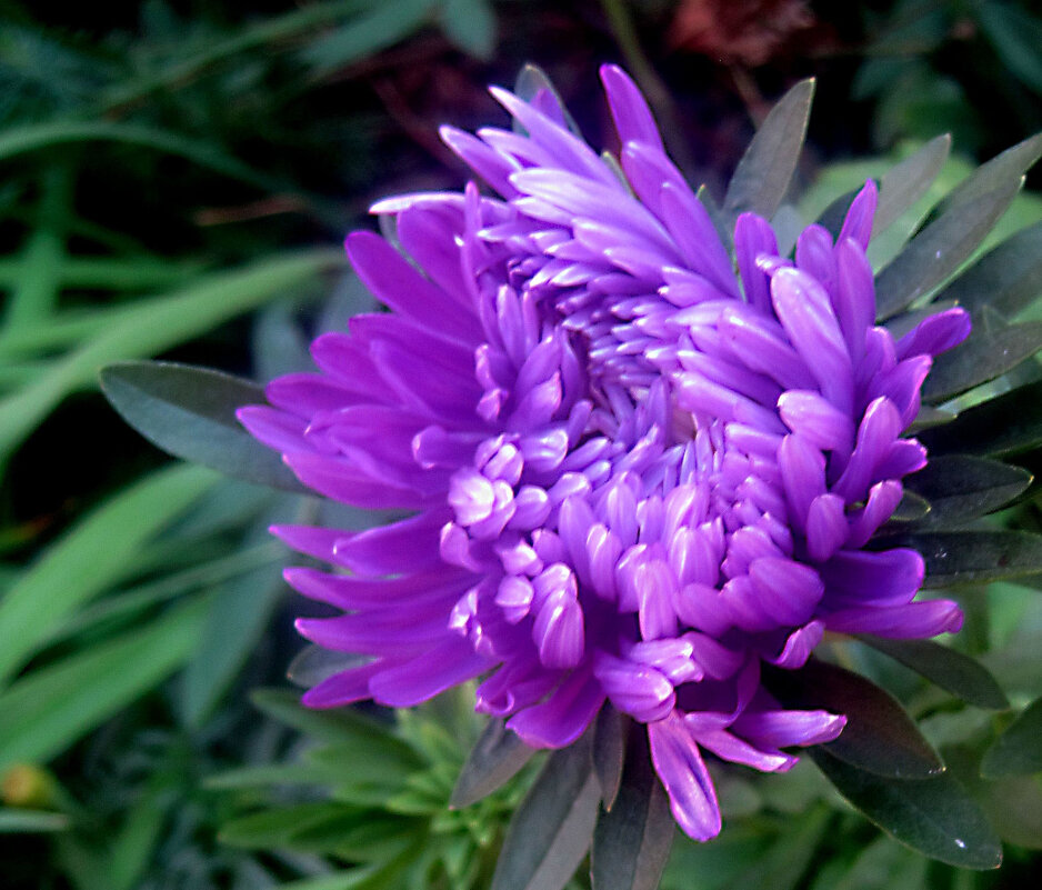 Астры - Елена Семигина