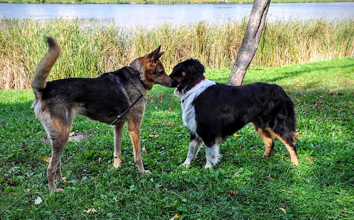 Джерри и Тома,,,) - Анатолий Колосов