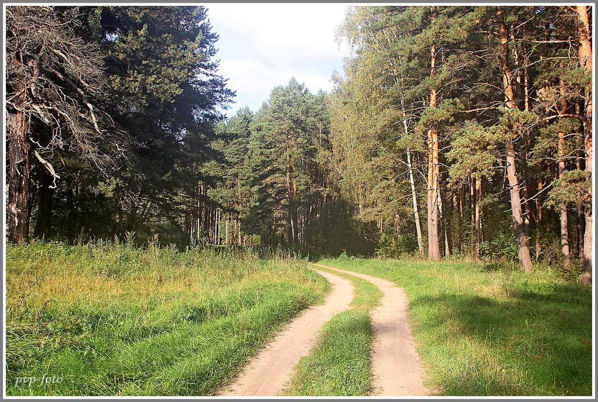 Лесная дорога. - Владимир Попов Лесная дорога. - Владимир Попов