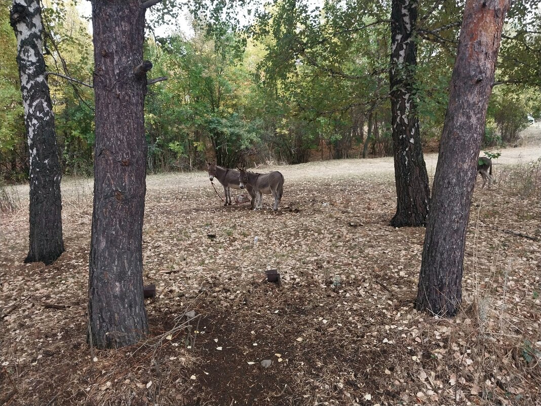 Talgar. - Murat Bukaev 