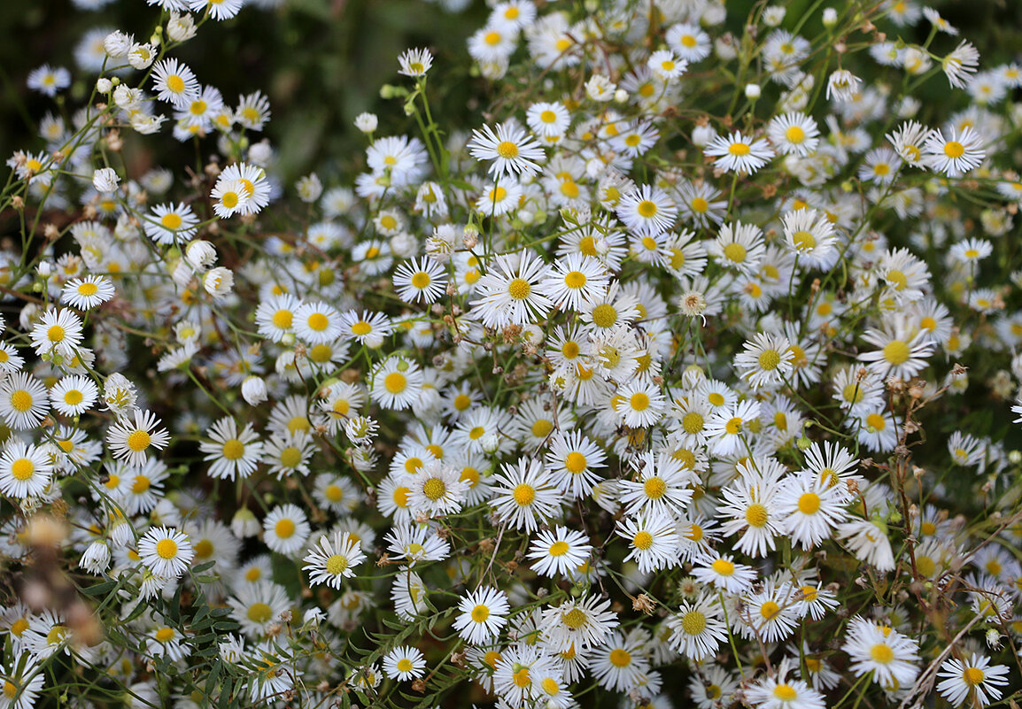 Ромашковое раздолье - Светлана 