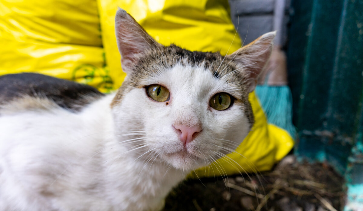 Гость - Владимир Иванович