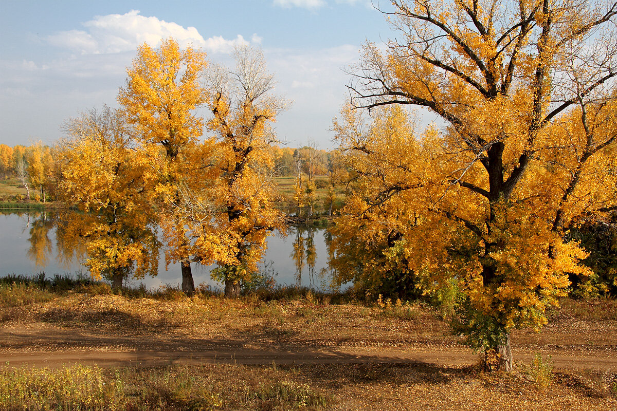 Осень золотая - MILAV V