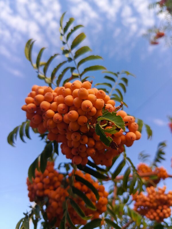Рябина - Татьяна Пальчикова