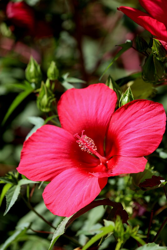 Окружение улиц - Александр Кондаков