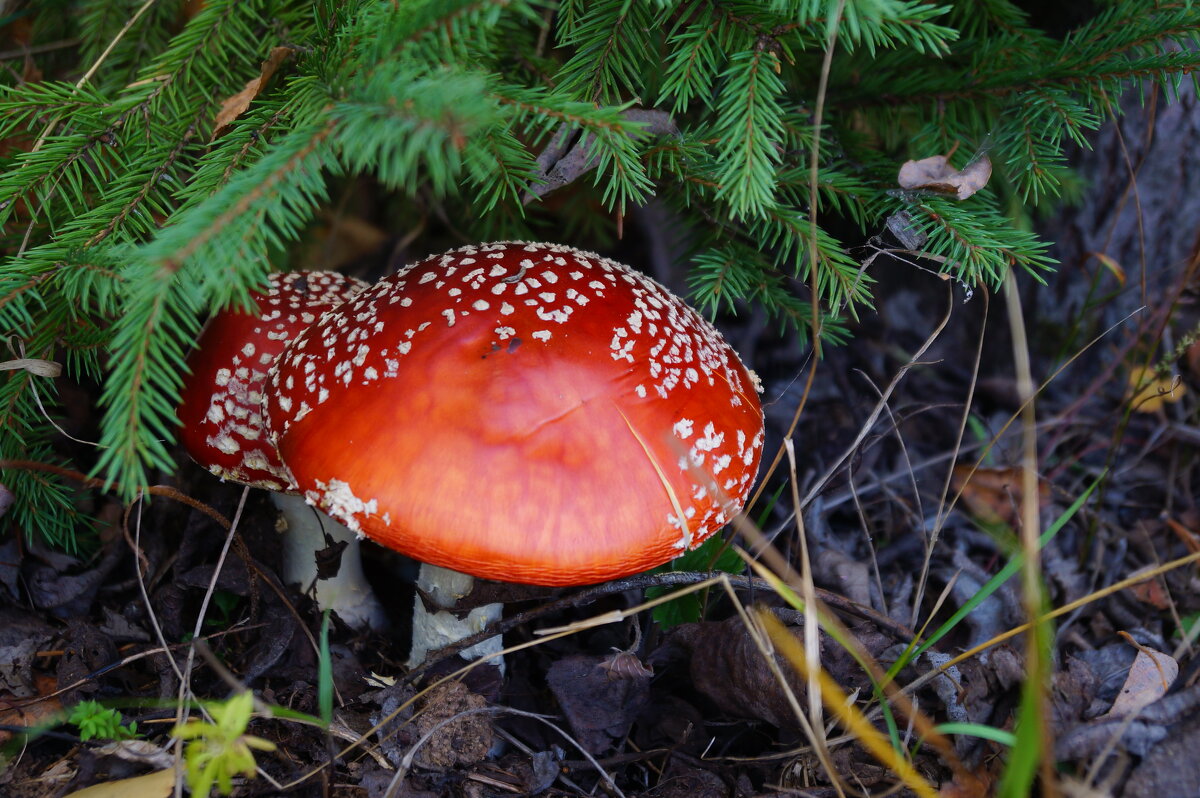 Мухоморы - Сергей Ц