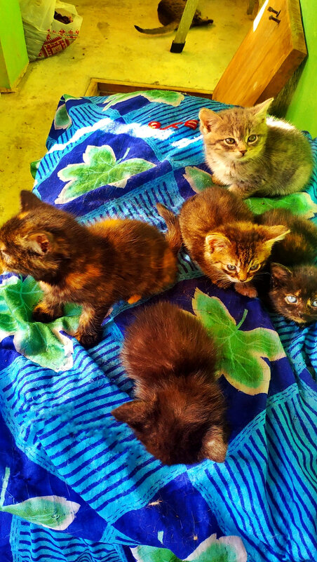 ВЕЛИКОЛЕПНАЯ   ПЯТЁРКА - Анатолий Малобродский