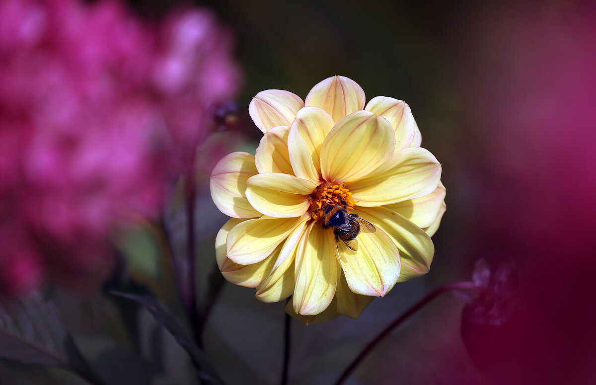 18 сентября - Михаил Бибичков