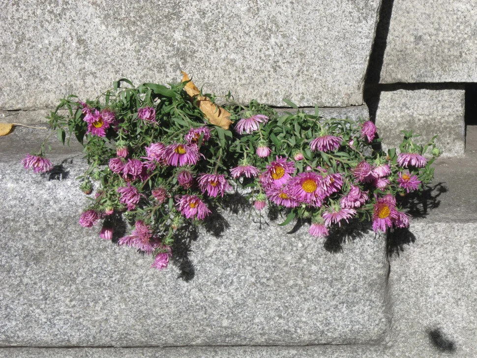 Вечная слава! Цветы героям - Дмитрий Никитин