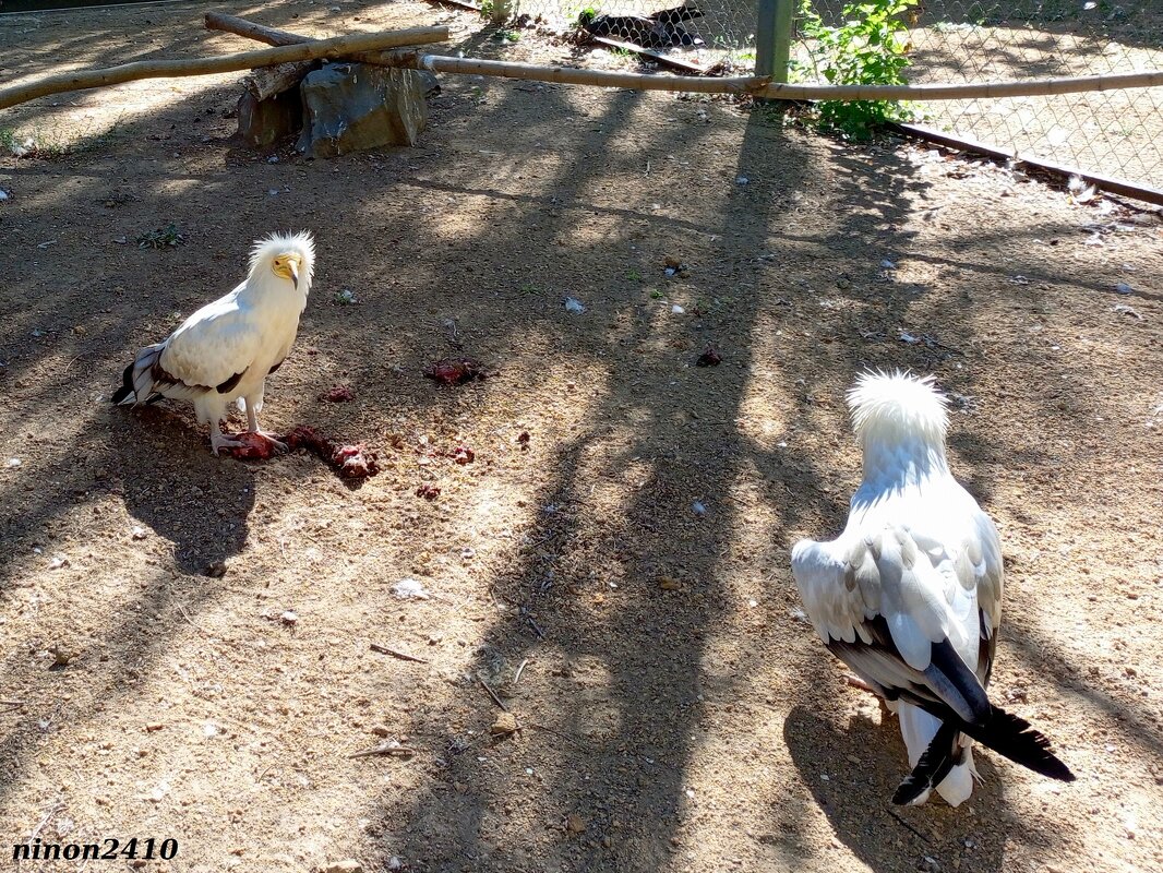 В ростовском зоопарке - Нина Бутко