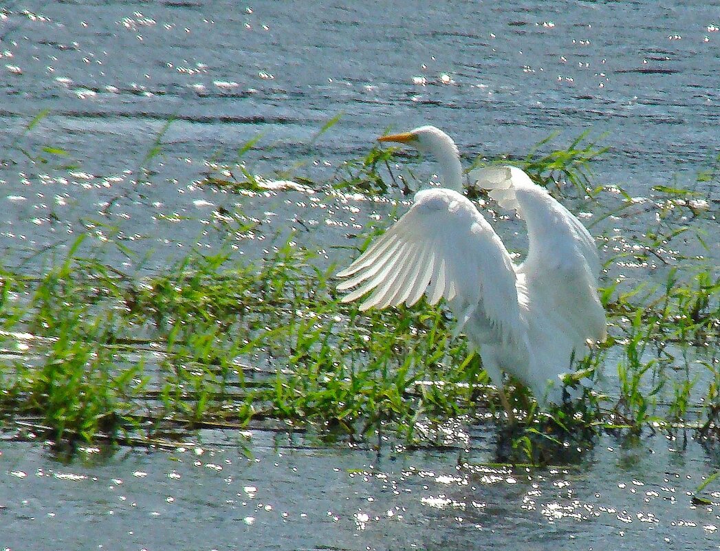 большая белая цапля - gawrilа - dan