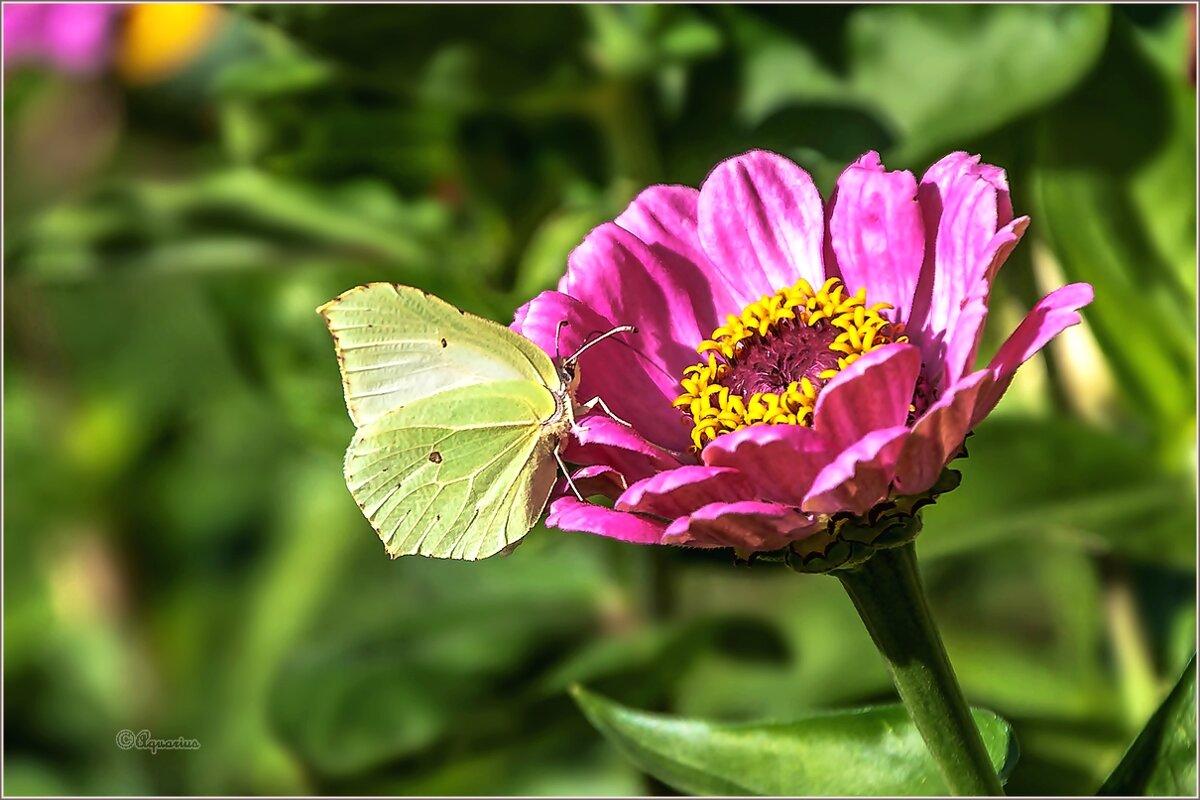 Бабье лето - Aquarius - Сергей Бабье лето - Aquarius - Сергей