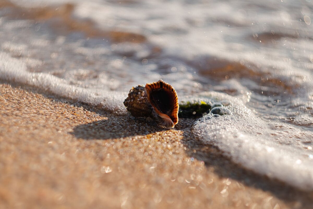 Осенний исход черноморской рапаны. - Анатолий Щербак