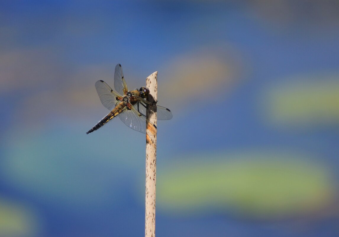 Красота на пруду - Ната Волга
