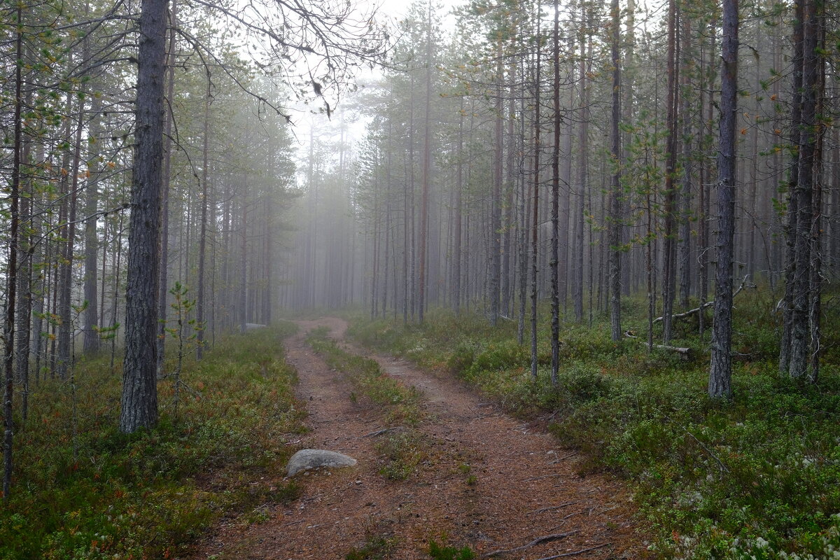 Лес - Андрей Зайцев