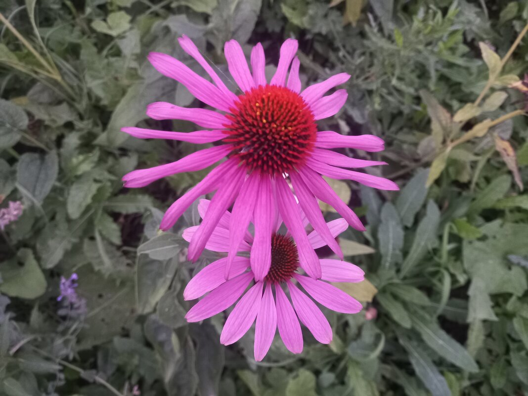 Эхинацея - Сапсан 