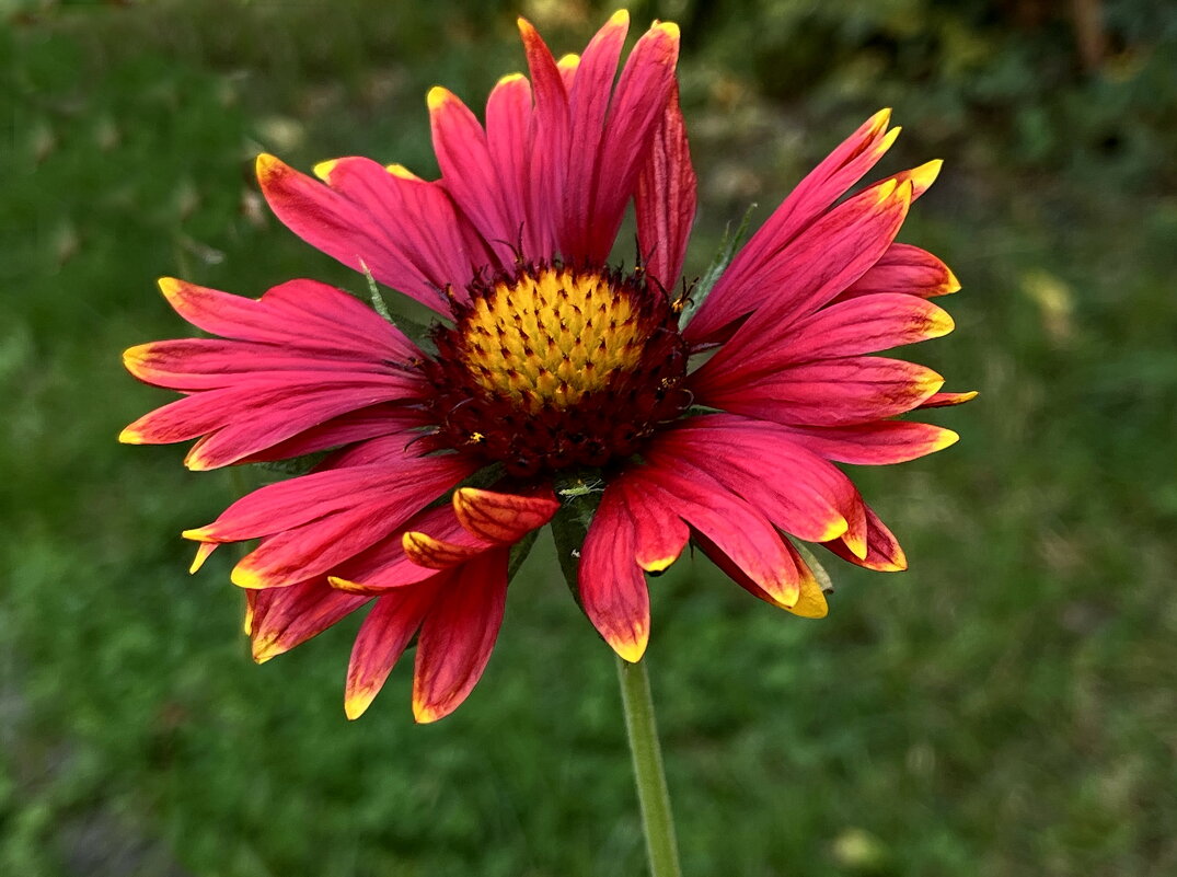 Гайлардия - Ирина 