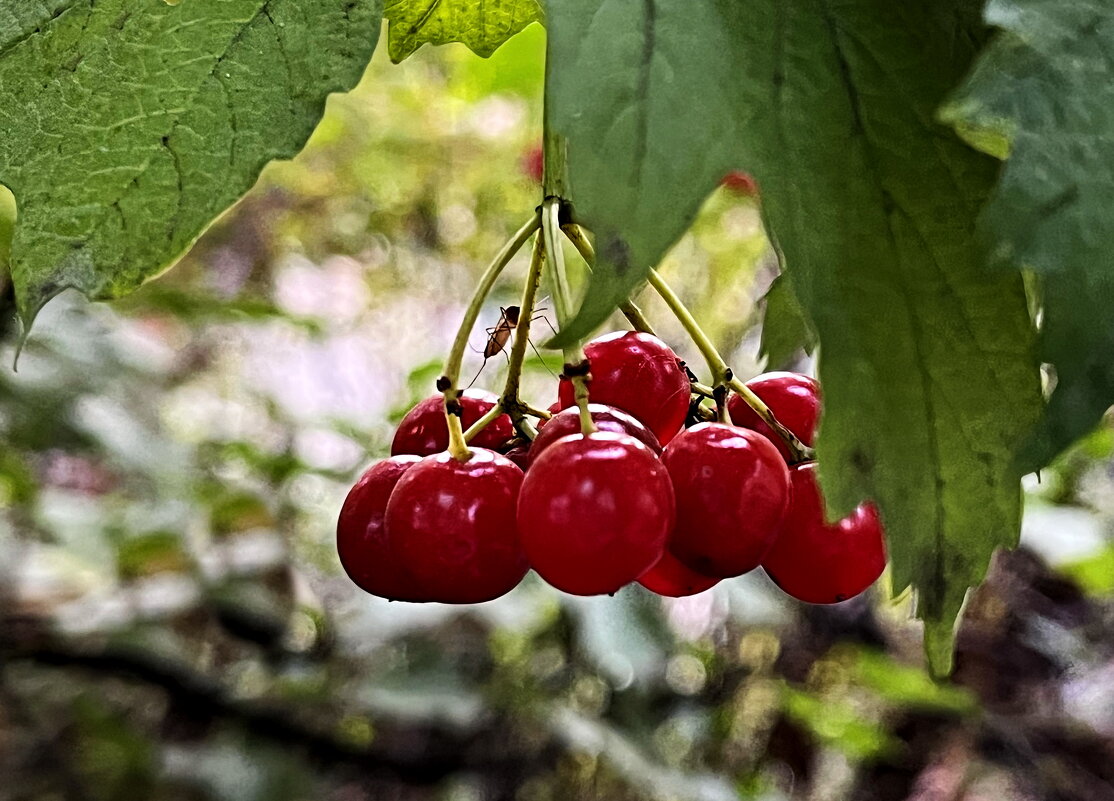 Калина. - Ирина 