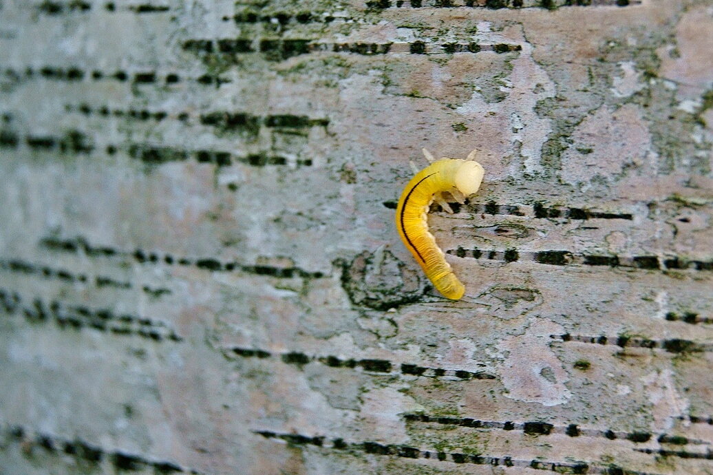 Просто гусеница - Игорь Тельцов