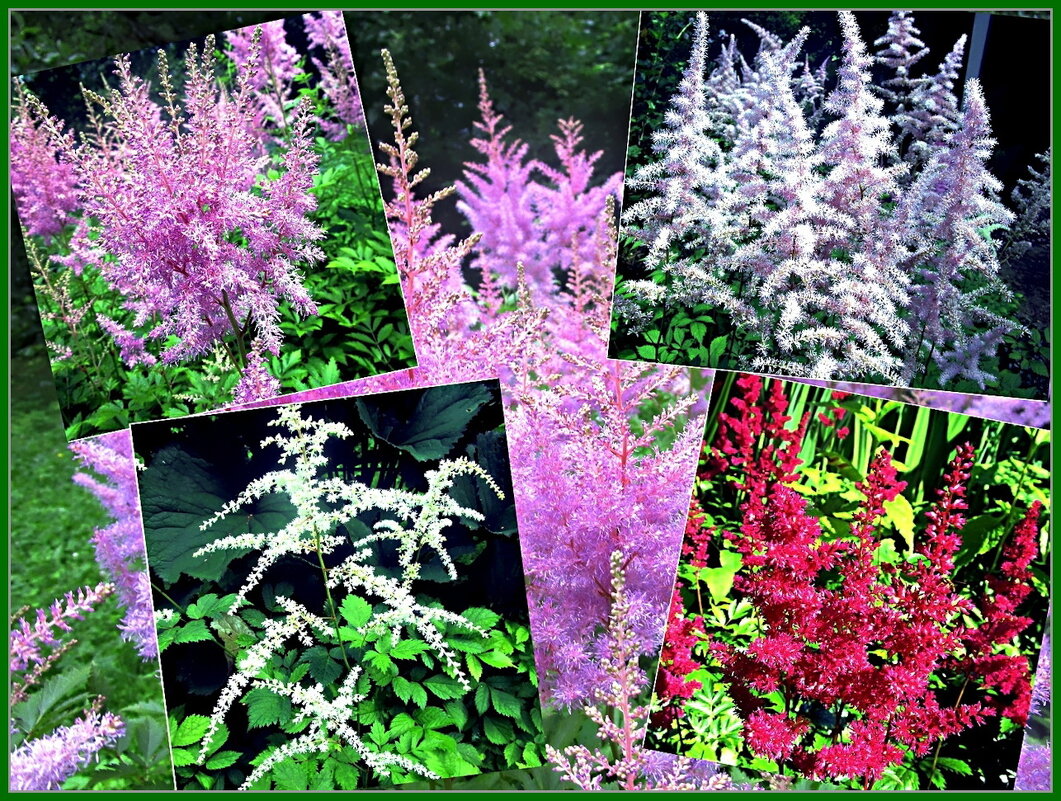 Астильба: пушистое чудо в саду!! - Ольга Довженко