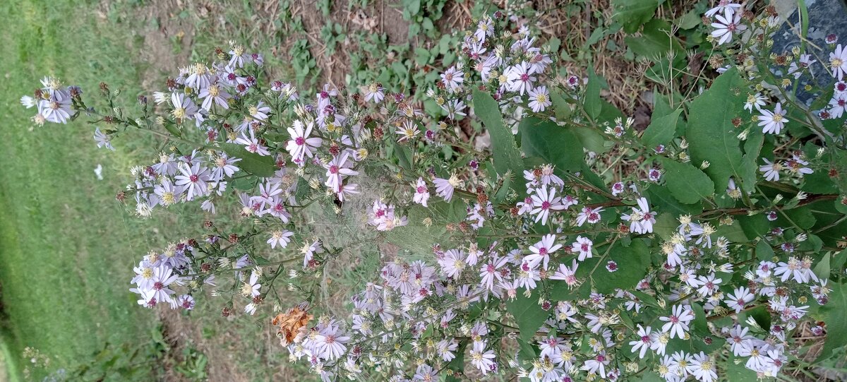 СЕНТЯБРИНКИ - Валерий Кокорев