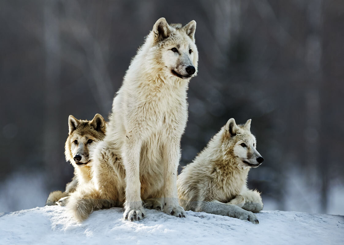 Белый волк - SanSan 