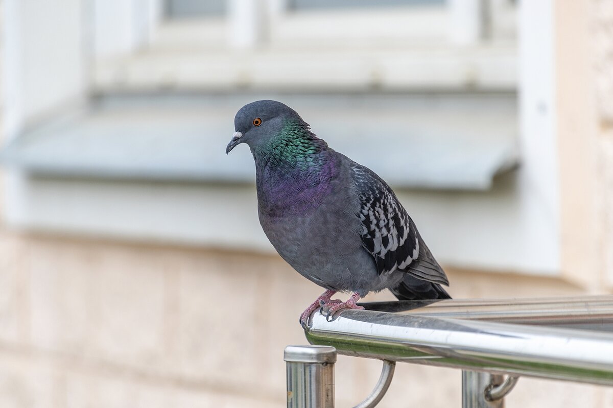 Задумчивый - Валерий Иванович Задумчивый - Валерий Иванович