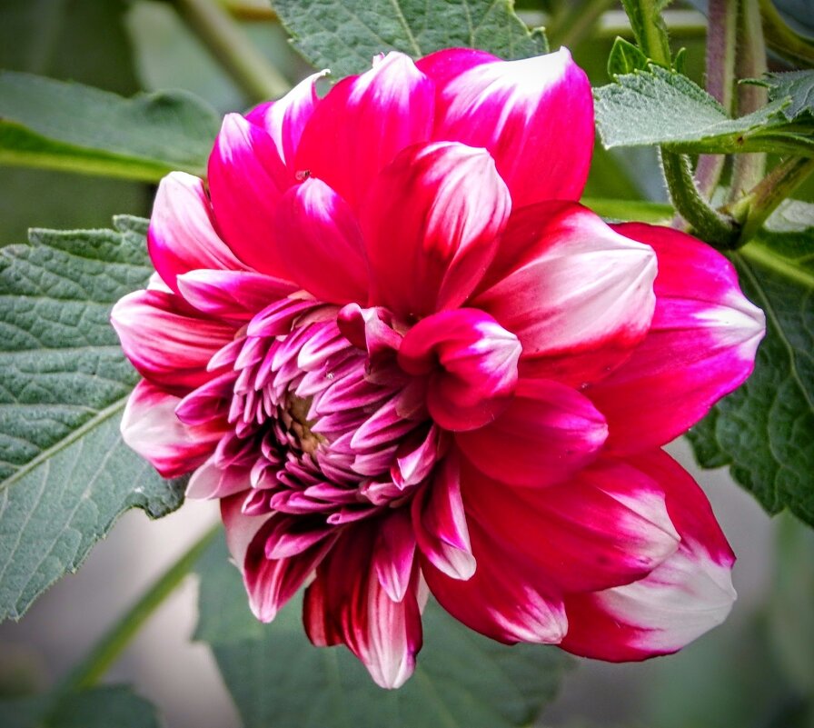 Георгин - роза осени! - Елена Хайдукова  ( Elena Fly )